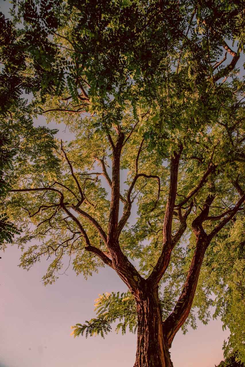 Looking up into a sunlit tree canopy at golden hour